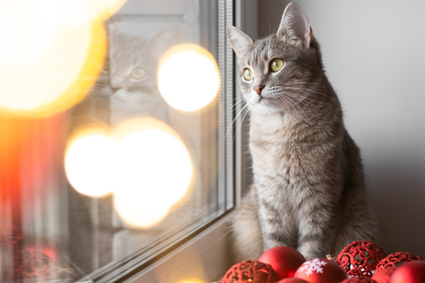 猫の留守番は何日が限界 Uchinoco うちの子