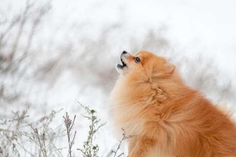 まるでオオカミ 犬が遠吠えをする理由 やめさせる方法もご紹介 Uchinoco うちの子