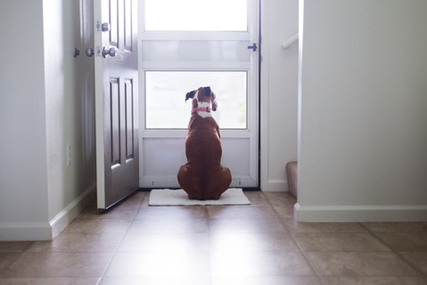 もうさみしくない 愛犬がいい子でお留守番するための方法 Uchinoco うちの子