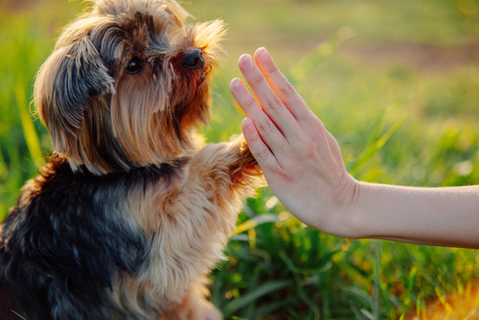 雌犬も発情期にはマウンティングをする その理由と対策 Uchinoco うちの子