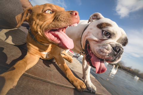 雄犬のさかり行動を何とかしたい！対策について考えてみました