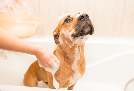 お風呂が好きな犬種は Uchinoco うちの子