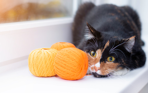 猫用手作りおもちゃ 簡単に作れるおすすめおもちゃを紹介します Uchinoco うちの子