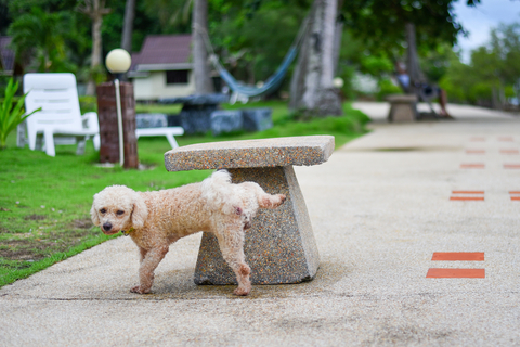 雄犬のトイレで足上げは何カ月から やめさせるには 対策グッズも紹介 Uchinoco うちの子