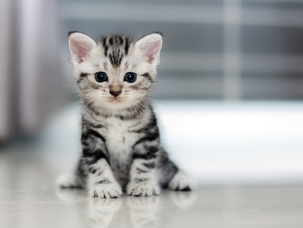 写真素材・写真とロイヤリティフリー動画素材 | Shutterstock