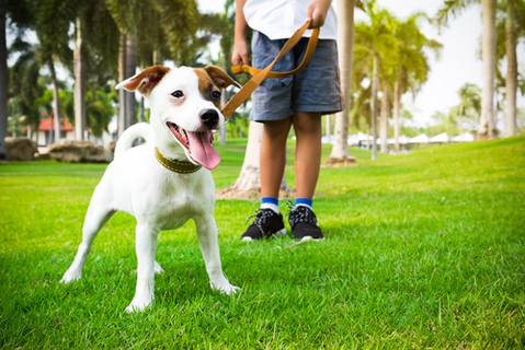 子犬がリードを噛んじゃう 噛む癖をつけないためにすべきこととは Uchinoco うちの子