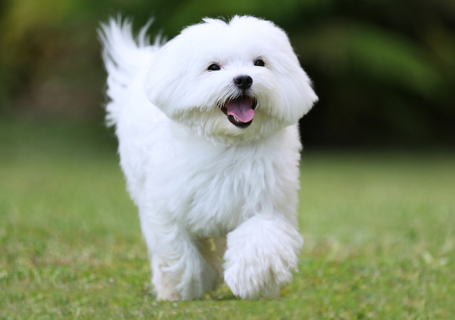 室内飼いに適してる大人しい性格の可愛い子 マルチーズ について Uchinoco うちの子