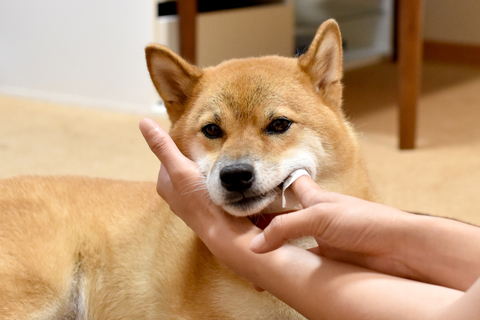 犬の歯磨きはいつから始める 頻度や練習方法をご紹介 Uchinoco うちの子