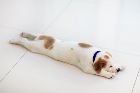 愛犬はどんなふうに寝てる 寝相でわかる犬のきもち Uchinoco うちの子