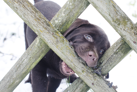 マムシから愛犬を守る マムシの生態と咬まれたときの対処法とは Uchinoco うちの子