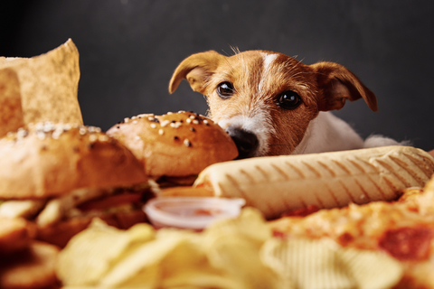 犬にパンをあげても大丈夫 パンを与えるときの注意点とは Uchinoco うちの子