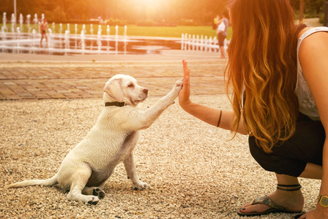 やり方を教えて 犬にハイタッチを教えたいときの方法とは Uchinoco うちの子