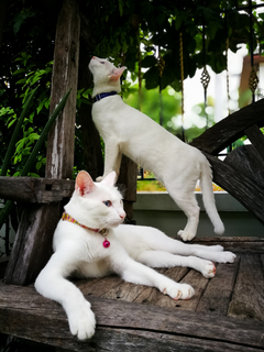 写真素材・写真とロイヤリティフリー動画素材 | Shutterstock