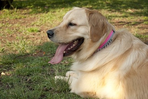 犬が笑っているように見える4つの理由 犬が笑う意味とは Uchinoco うちの子