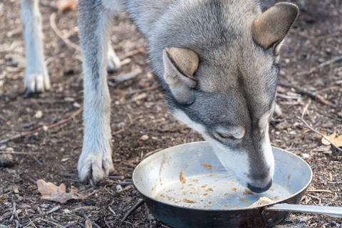 犬がお皿をペロペロと舐める理由はなに Uchinoco うちの子