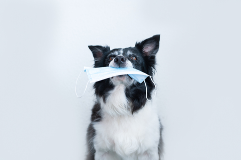 犬がマスクを誤飲した 症状や対処方法について解説 Uchinoco うちの子