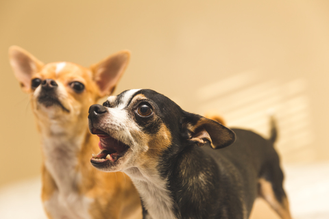 犬が散歩中に吠える時の原因や対処法 Uchinoco うちの子