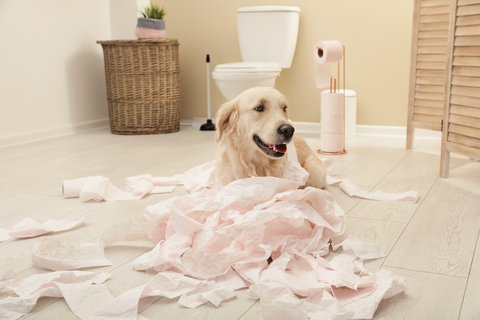 留守番中の犬のトイレはどうしたらいい Uchinoco うちの子