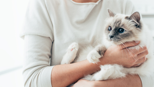 猫の種類の中で もふもふなのはどの猫 Uchinoco うちの子