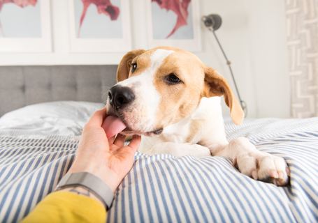 舐める場所によって意味が違う 犬が飼い主をなめる理由を知りたい Uchinoco うちの子