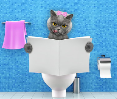 猫のトイレにおすすめのトイレシートとは Uchinoco うちの子