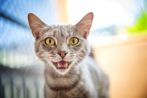 知っていますか 猫が アオーン と鳴く理由とそのときの気持ち Uchinoco うちの子