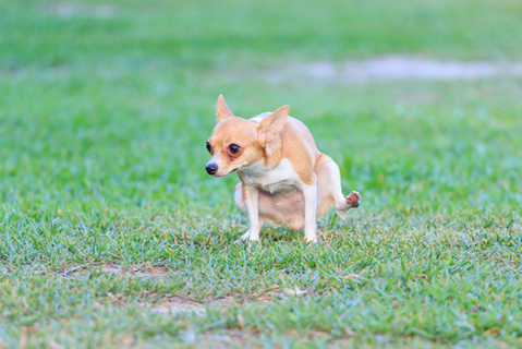 雄犬のトイレで足上げは何カ月から やめさせるには 対策グッズも紹介 Uchinoco うちの子