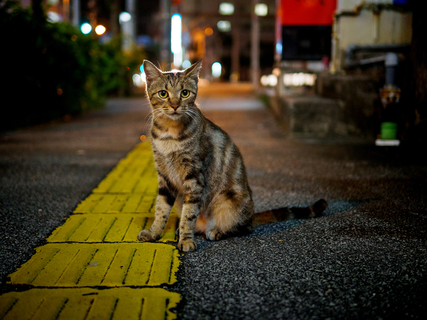 猫が昼間は まったり過ごし夜に走り回るのはなぜ Uchinoco うちの子