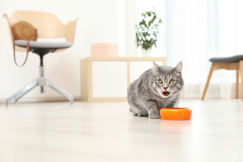 うみゃ 愛猫の鳴き声に困った時にはこれをしよう Uchinoco うちの子