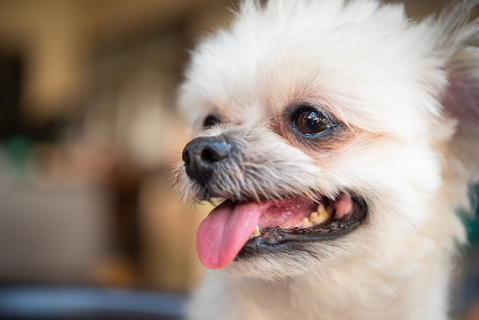 犬の視力が悪いって本当 色の見え方についても解説 Uchinoco うちの子