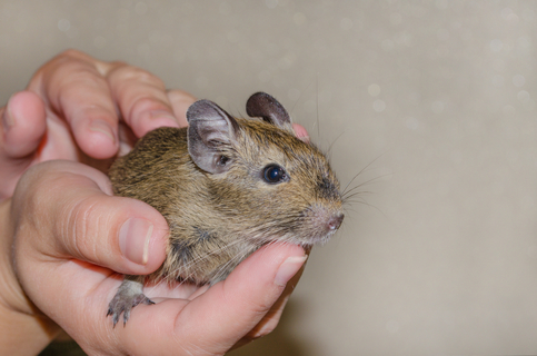 デグーは懐く動物 懐かせるコツや配慮したいことを詳しく解説 Uchinoco うちの子