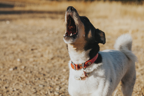 犬が散歩中に吠える時の原因や対処法 Uchinoco うちの子