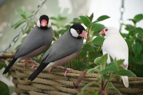 文鳥にはどんなおもちゃを与えればいい おすすめ商品6選を紹介 Uchinoco うちの子