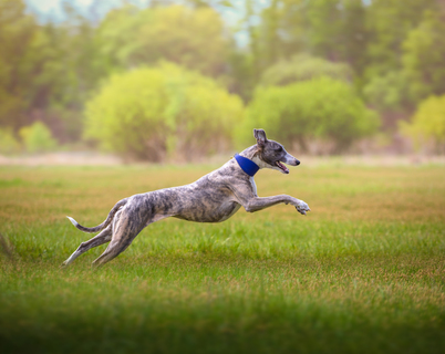 画像・写真・ベクター画像・動画・音楽素材 | Shutterstock