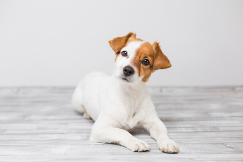 犬の伏せはどうやって教える しつけ方や注意点について解説 Uchinoco うちの子