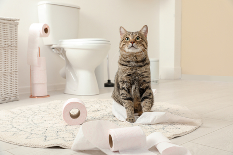 猫がトイレを覚えない 理由や対処法 おすすめグッズをご紹介 Uchinoco うちの子