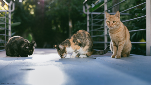 写真素材・写真とロイヤリティフリー動画素材 | Shutterstock