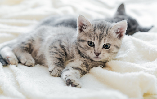 猫は ふみふみ が好き ふみふみの原因と愛猫の気持ちとは Uchinoco うちの子