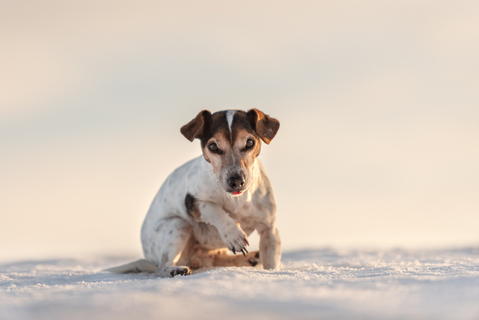 飼い主さん必見 犬が前足を上げるときの気持ちを知っていますか Uchinoco うちの子