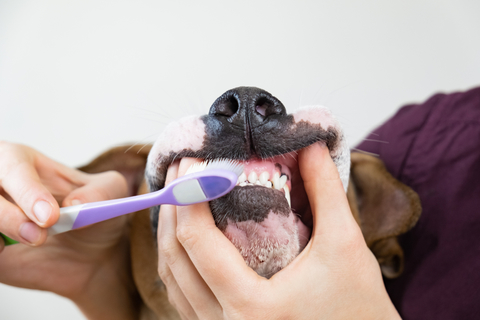 犬の歯磨きはいつから始める 頻度や練習方法をご紹介 Uchinoco うちの子