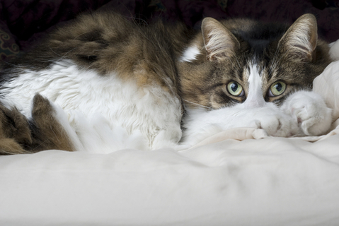 雄猫のふみふみ 後ろ足でしている場合にはこんな意味が Uchinoco うちの子