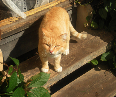 オス猫 去勢後の性格の変化について Uchinoco うちの子