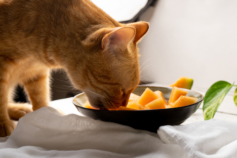 メロンを好む猫は意外といる 食べさせても大丈夫 Uchinoco うちの子