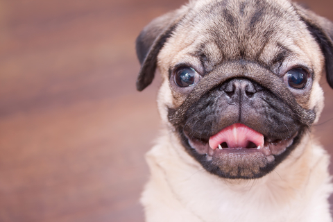 犬が嬉しい時に見える行動これ Uchinoco うちの子