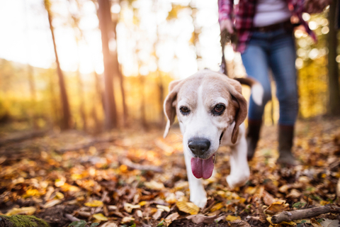 犬の拾い食いを何とかしたい その原因と対処について Uchinoco うちの子