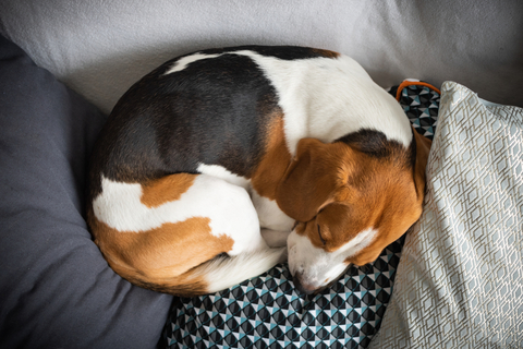 愛犬はどんなふうに寝てる 寝相でわかる犬のきもち Uchinoco うちの子