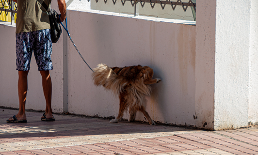 尿トラブル 散歩中の犬のおしっこはどうする Uchinoco うちの子