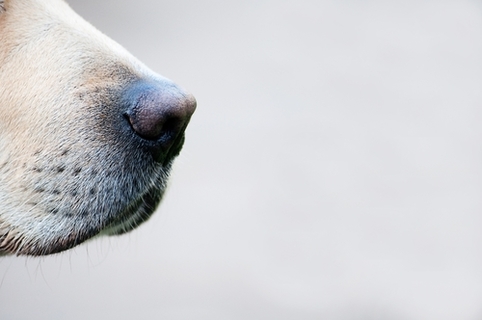 もしかして これが苦手 犬が嫌がる臭いを覚えて快適に過ごそう Uchinoco うちの子