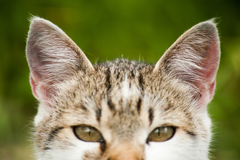 大きくて可愛い！猫の三角耳の秘密 | UCHINOCO ＜うちの子＞