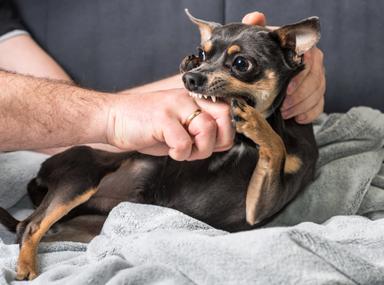 飼い主さん必見 触ると噛みつく犬ってどうすれば良いの Uchinoco うちの子